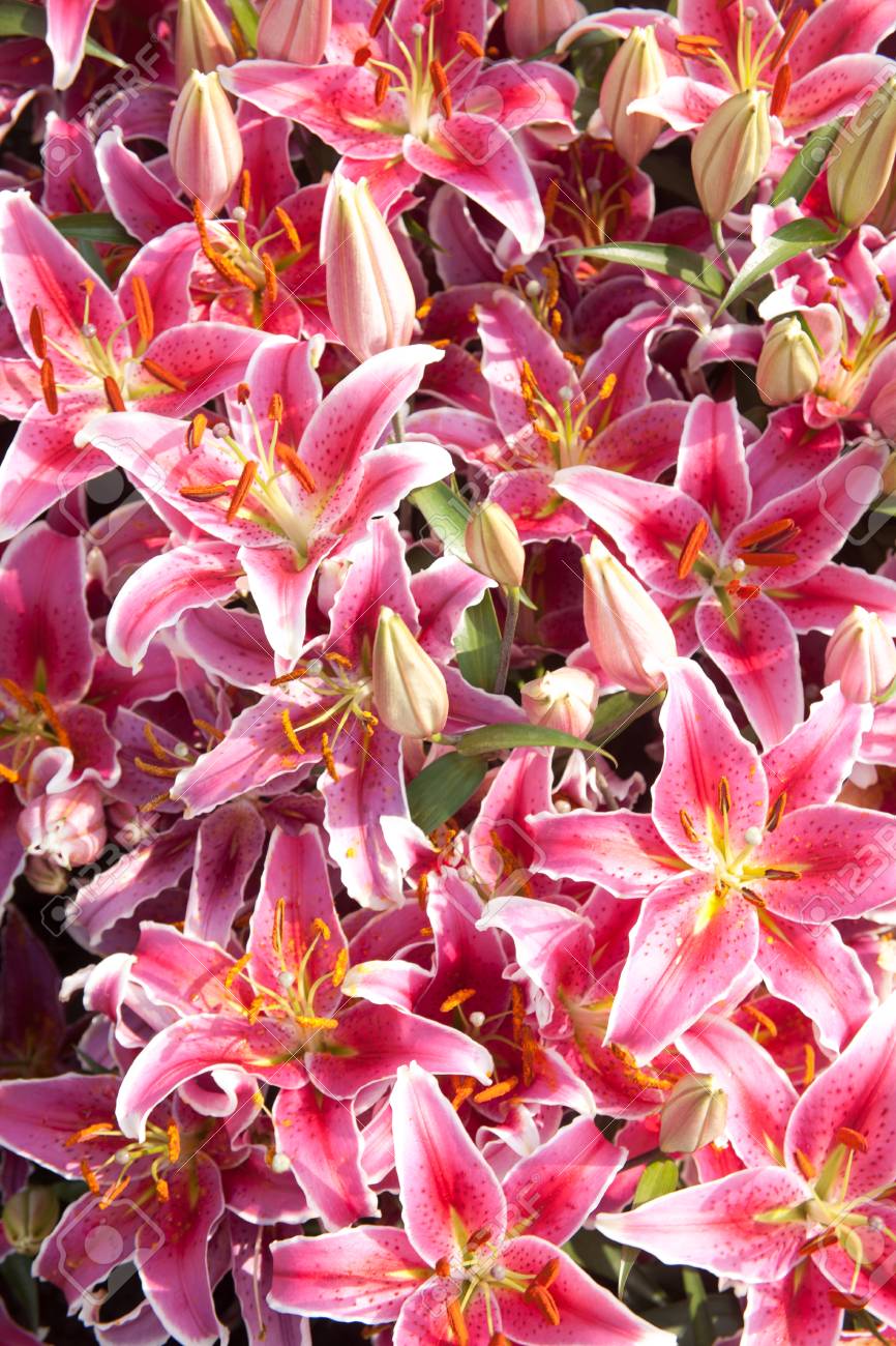 春のガーデン シーンの春の庭 の写真素材 画像素材 Image 2100