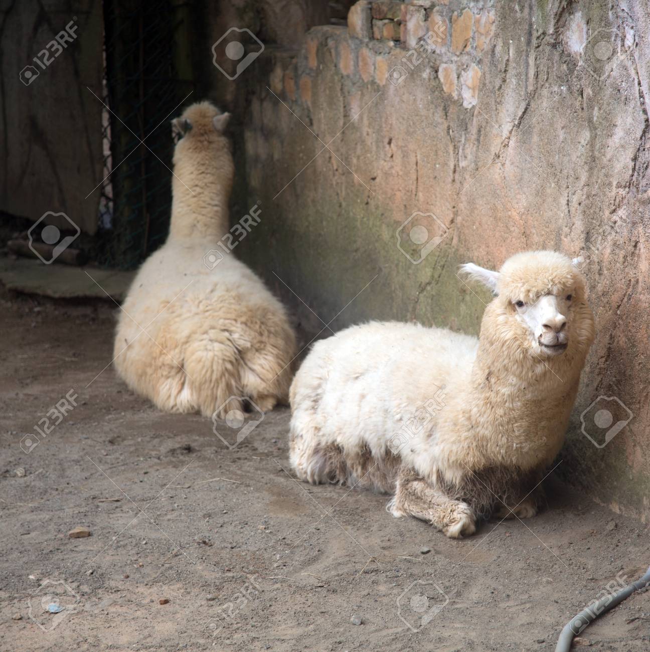 野生動物園でアルパカ の写真素材 画像素材 Image 2114