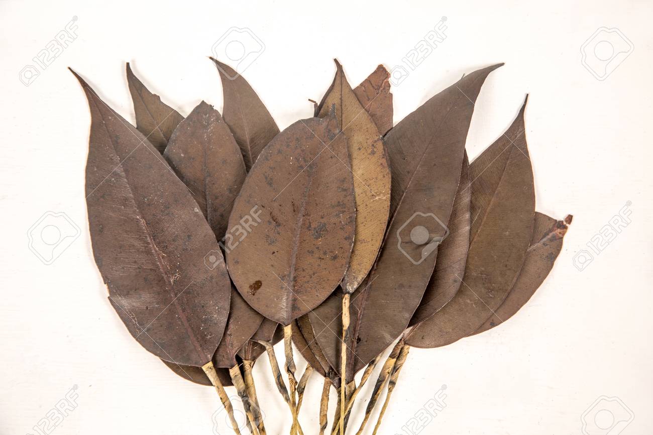 深い乾燥葉します の写真素材 画像素材 Image