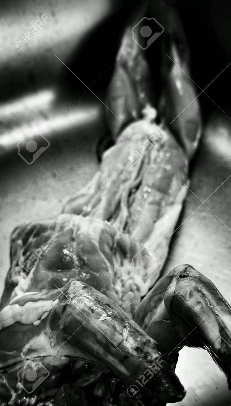 etiam-dictum-ipsum-a-felis