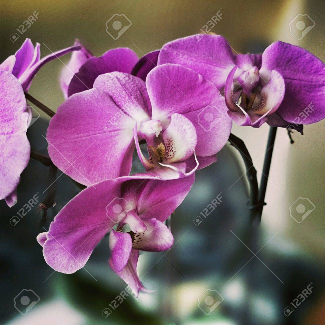 ラン科の花 蘭の家族は顕花植物の家族が最大です の写真素材 画像素材 Image