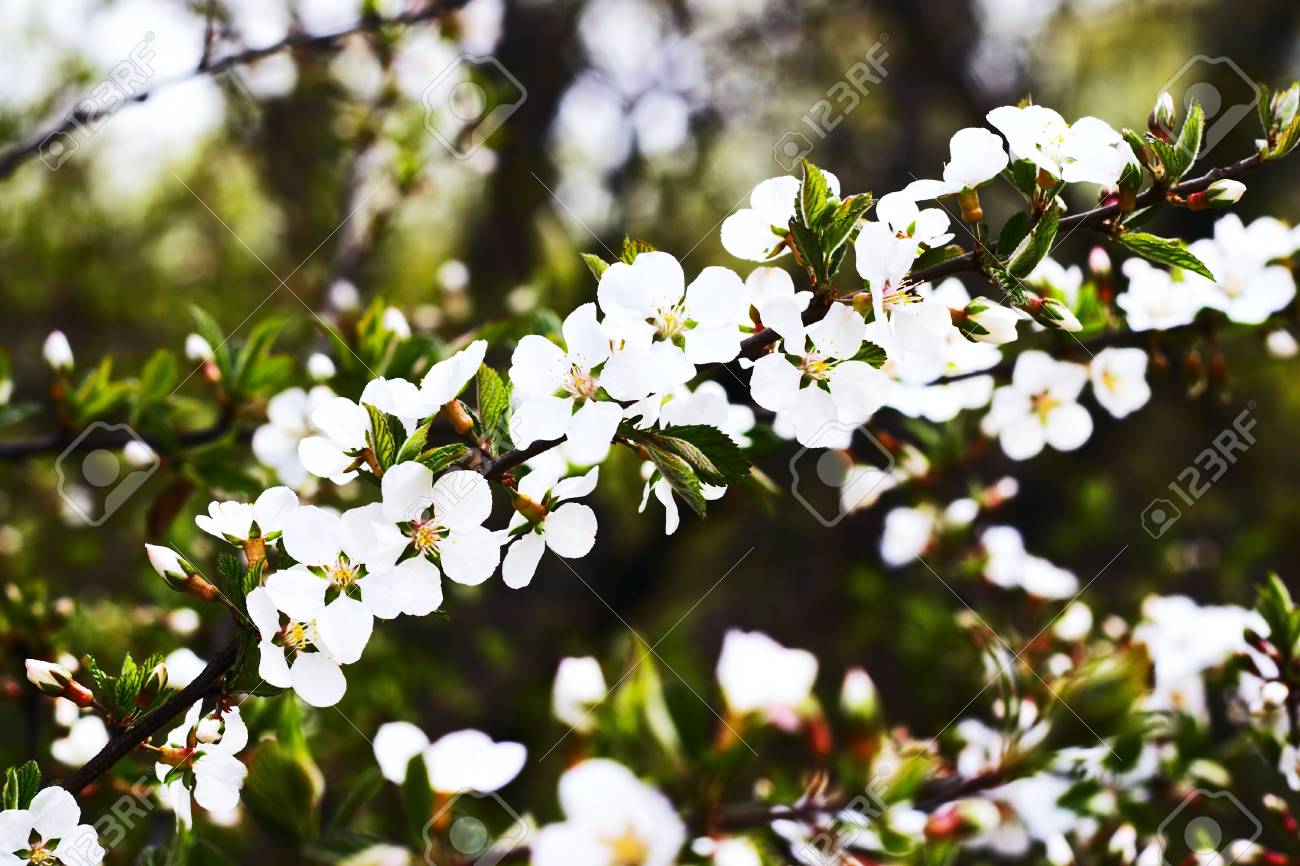 branches of cherry blossoms (sakura) representing the arrival of spring - 933685 branches of cherry blossoms (sakura) representing the arrival of spring - 933685