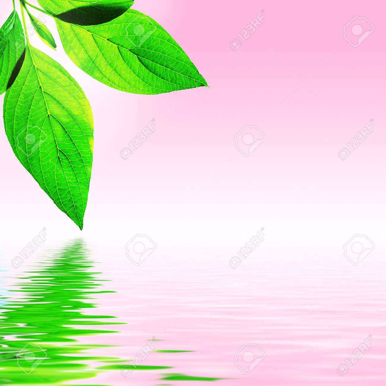 fresh leaf, pink sky and shine water surface (blank space for text) - 1192508 fresh leaf, pink sky and shine water surface (blank space for text) - 1192508