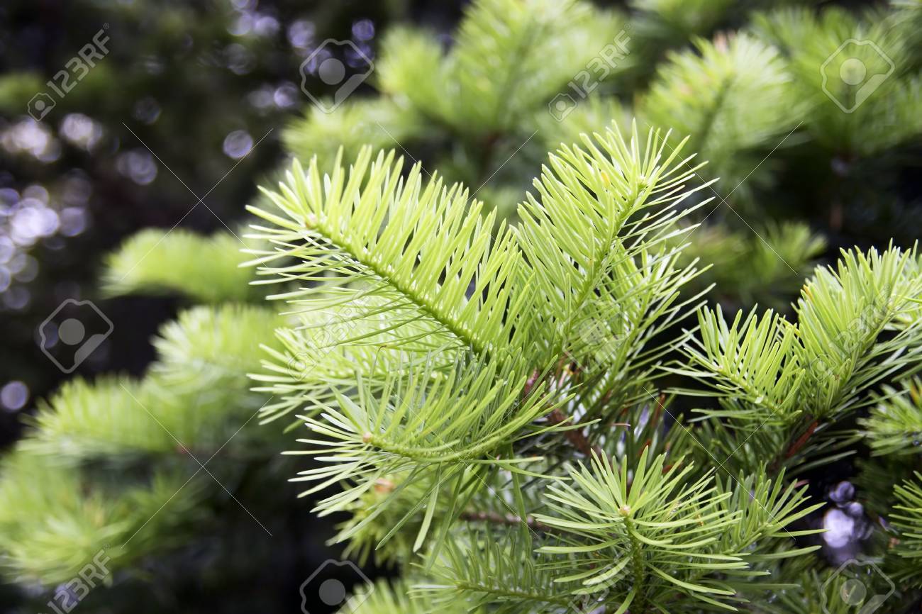 backlit fir branch on a forest background (shallow depth of field) - 1192541 backlit fir branch on a forest background (shallow depth of field) - 1192541