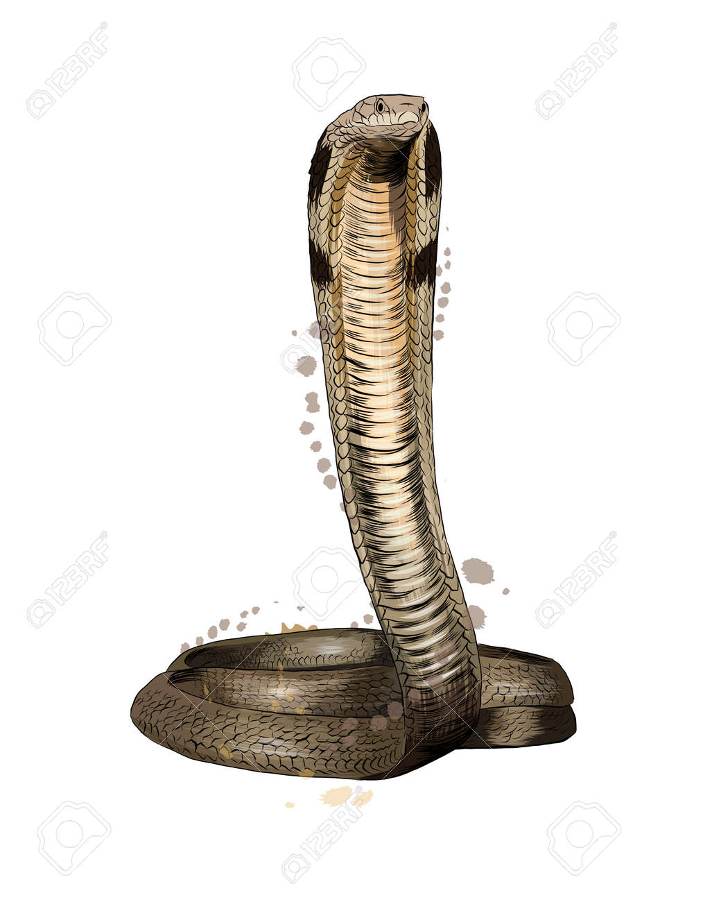 수채화, 컬러 드로잉, 현실적인 코브라 로열티 무료 사진, 그림, 이미지 그리고 스톡포토그래피. Image 169134980