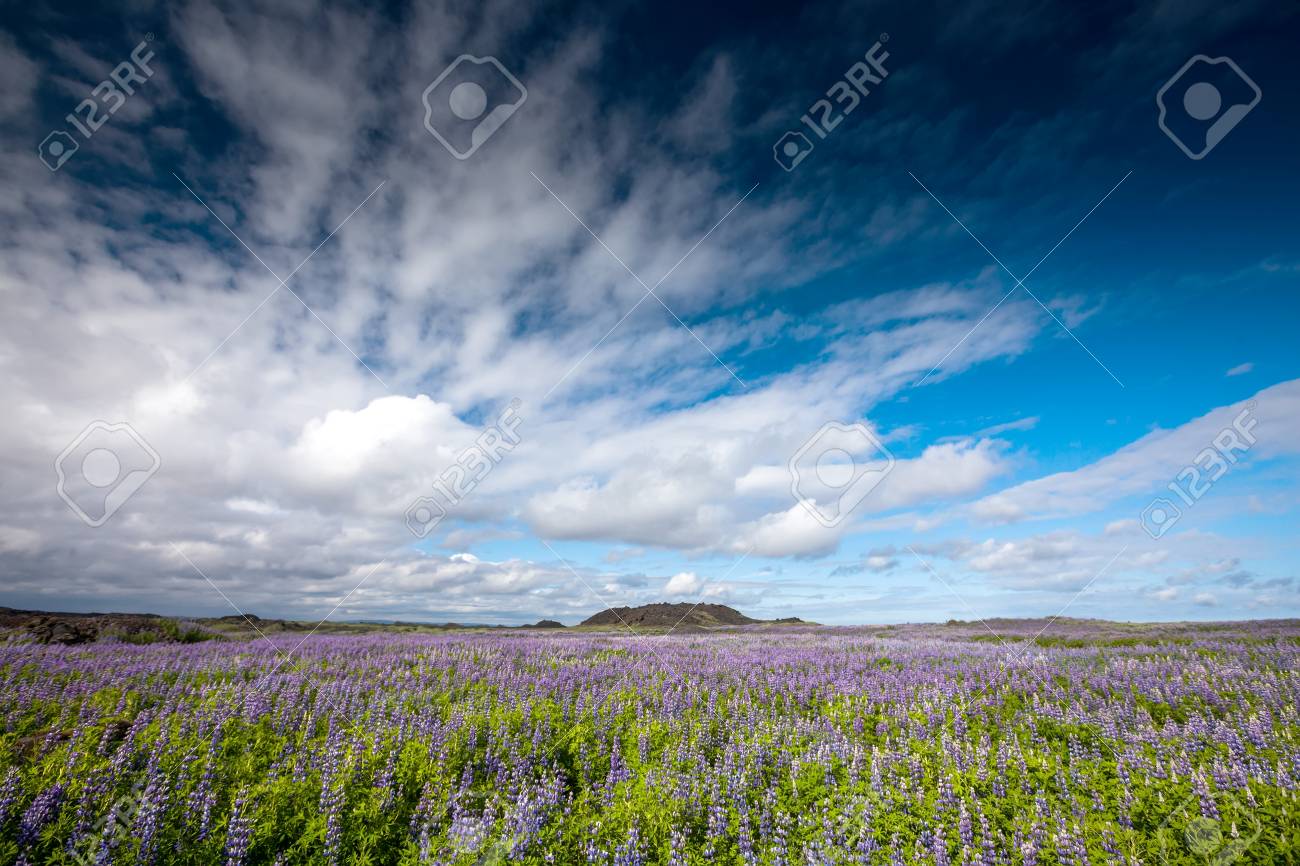 View at Icelandic plains during summertime - 68156030 View at Icelandic plains during summertime - 68156030