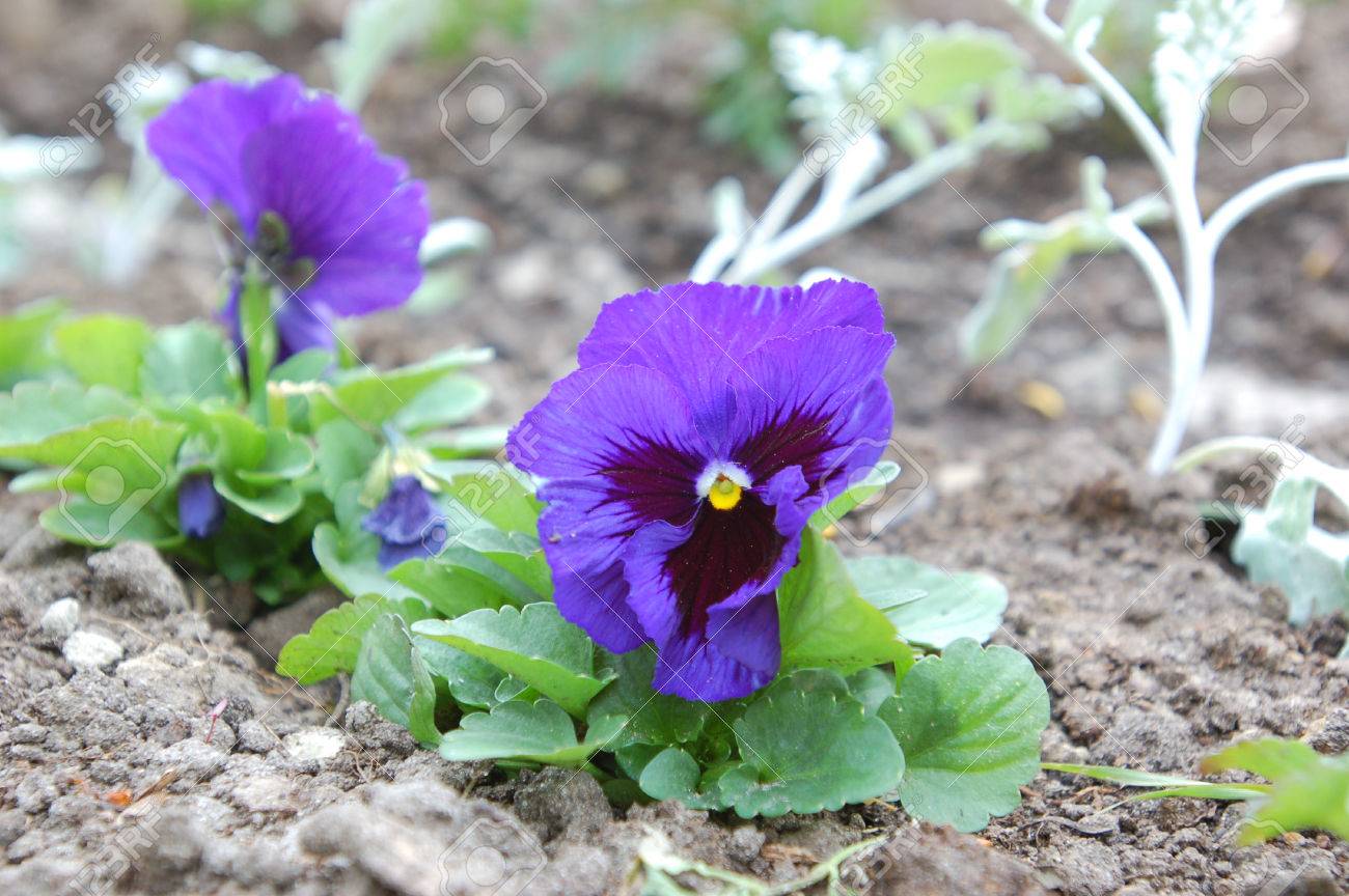 花ビオラ パンジー ガガーリンの通りビジネス センター近くの花壇に植えたスミレ ハンティ マンシースクの町 の写真素材 画像素材 Image