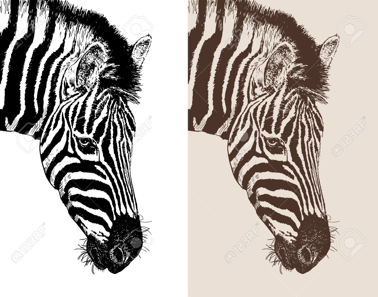 Artwork Head Profile Zebra, Digital Sketch Of Animal, Realistic Black And  White Drawing And Sepia Version, Isolated On White Background, Vector  Illustration Royalty Free SVG, Cliparts, Vectors, and Stock Illustration.  Image 29315508., image size:1300x1022
