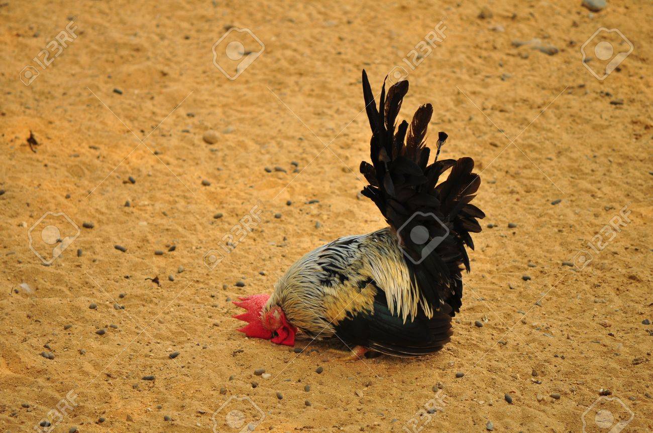 etiam-dictum-ipsum-a-felis