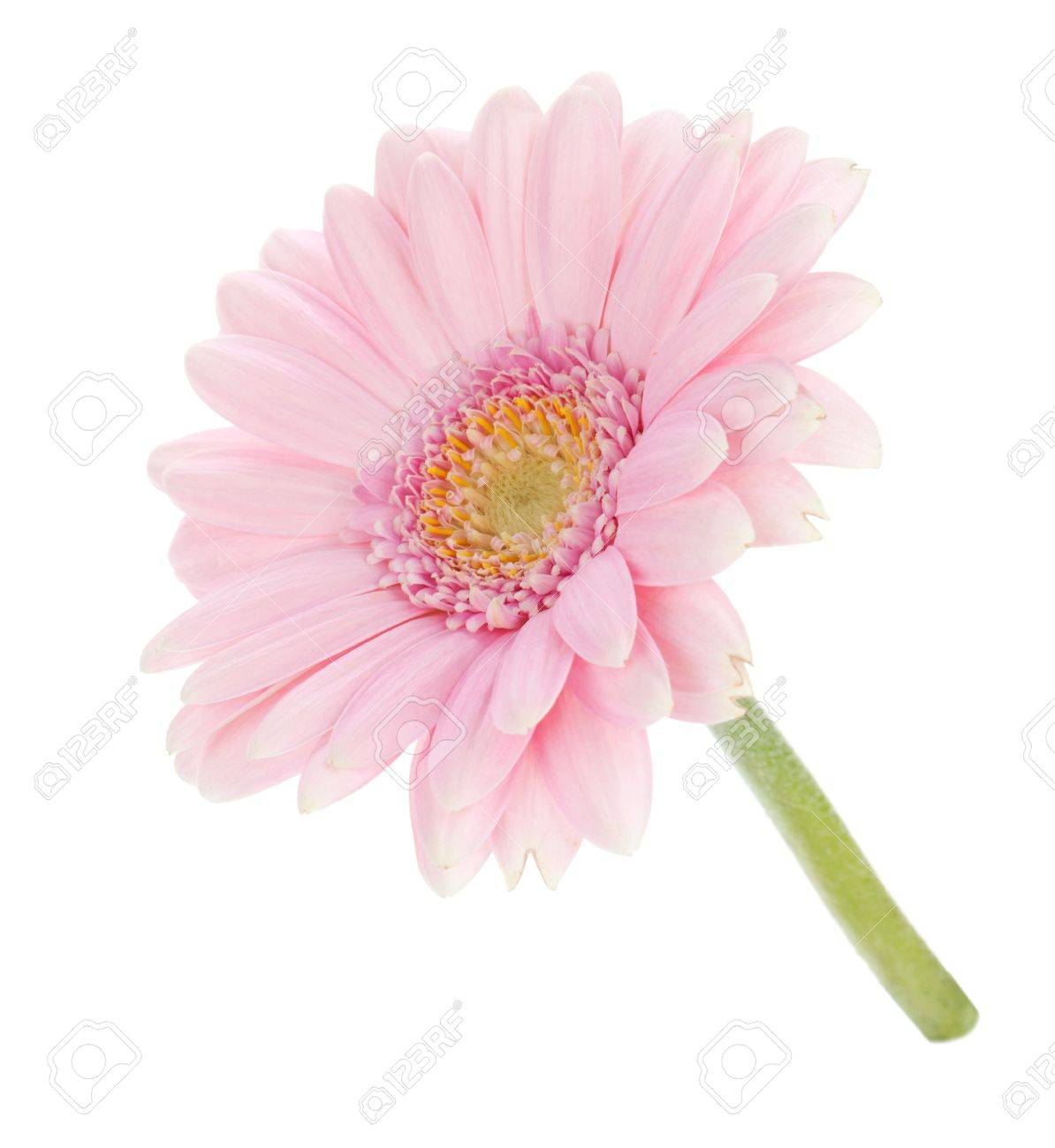 ピンクのガーベラの花 白い背景で隔離 の写真素材 画像素材 Image ピンクのガーベラの花 白い背景で隔離 の写真素材 画像素材 Image