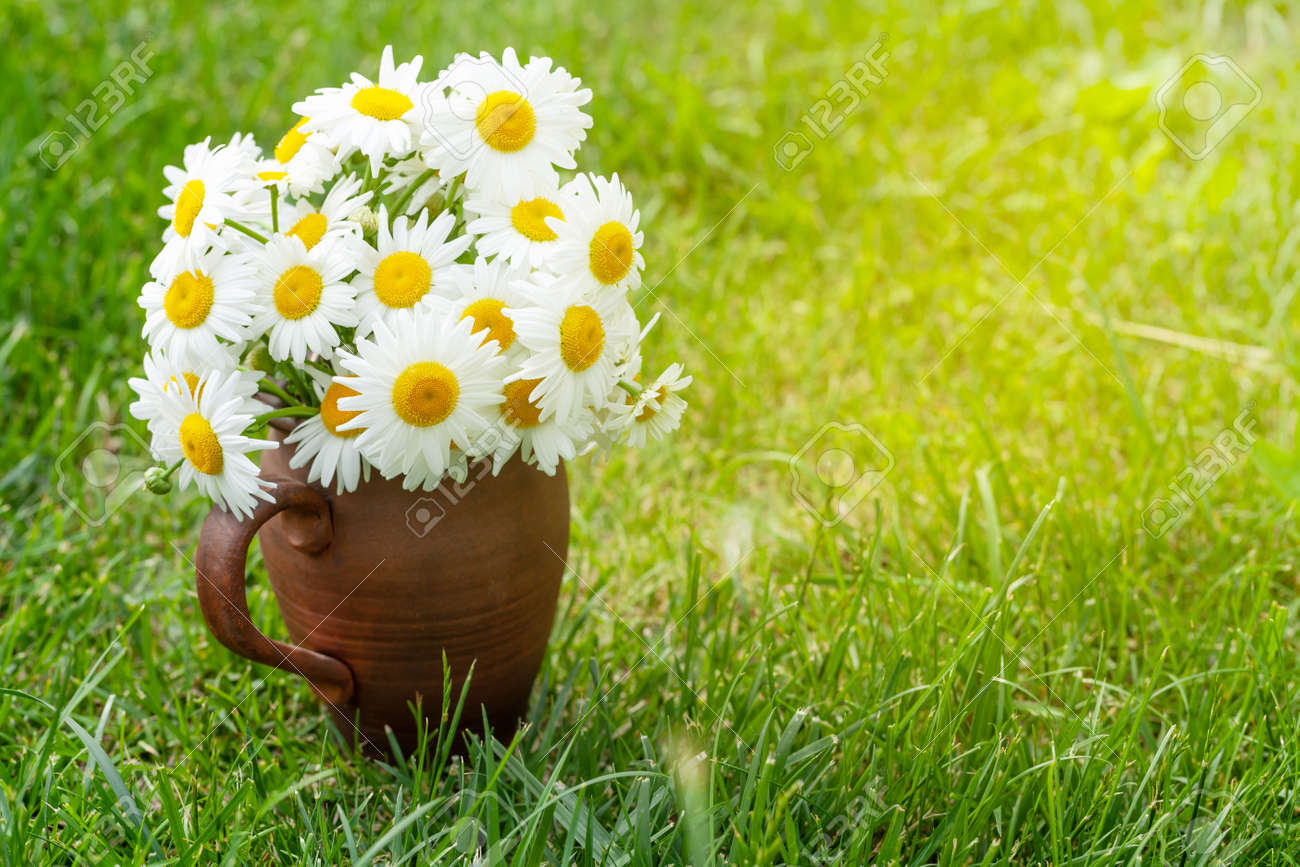 Wild chamomile bouquet on summer grass lawn. With copy space - 169549800 Wild chamomile bouquet on summer grass lawn. With copy space - 169549800