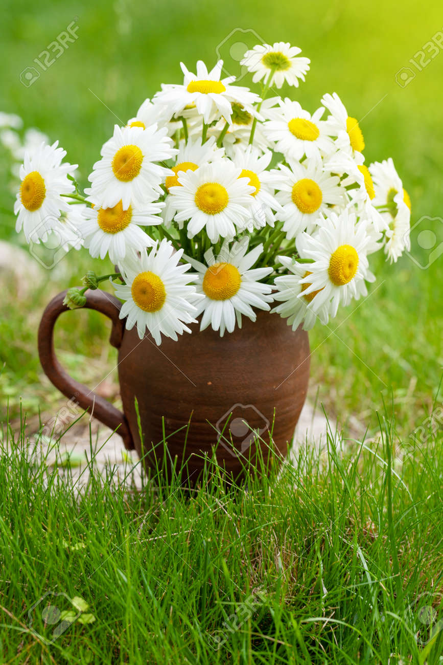 Wild chamomile bouquet on summer grass lawn - 169549879 Wild chamomile bouquet on summer grass lawn - 169549879