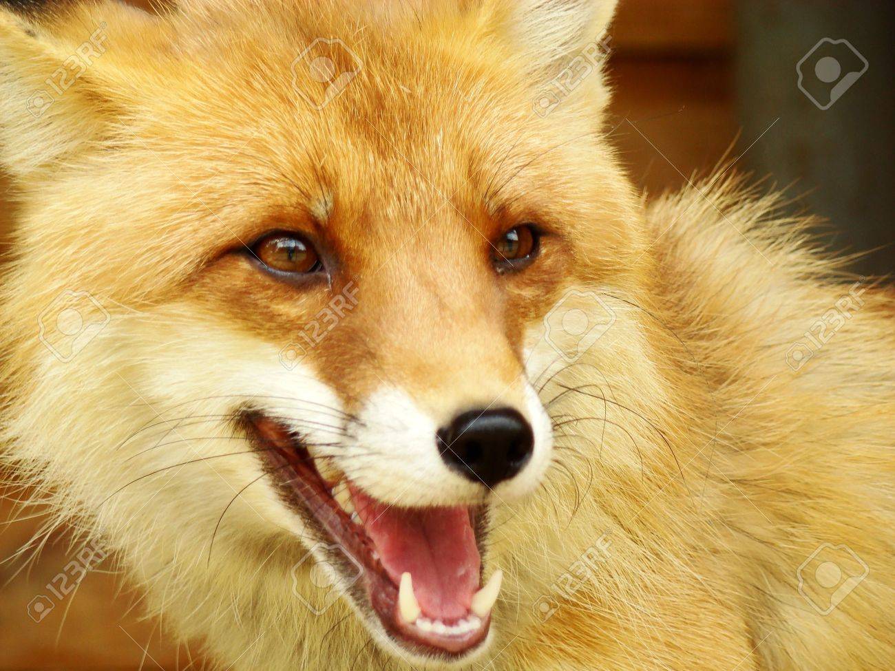 人の完全なスタッフ フォックス 動物の笑顔 野生の赤狐のクローズ アップ写真 の写真素材 画像素材 Image