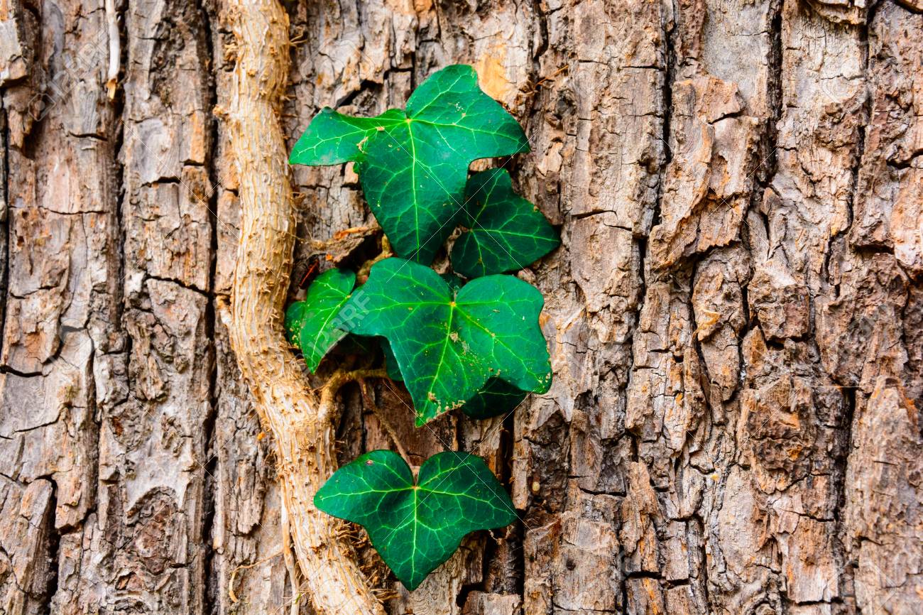木の幹にクローズ アップ ツタが背景 アイビーの壁紙を成長しています ツタに古い木の幹の樹皮の葉します の写真素材 画像素材 Image