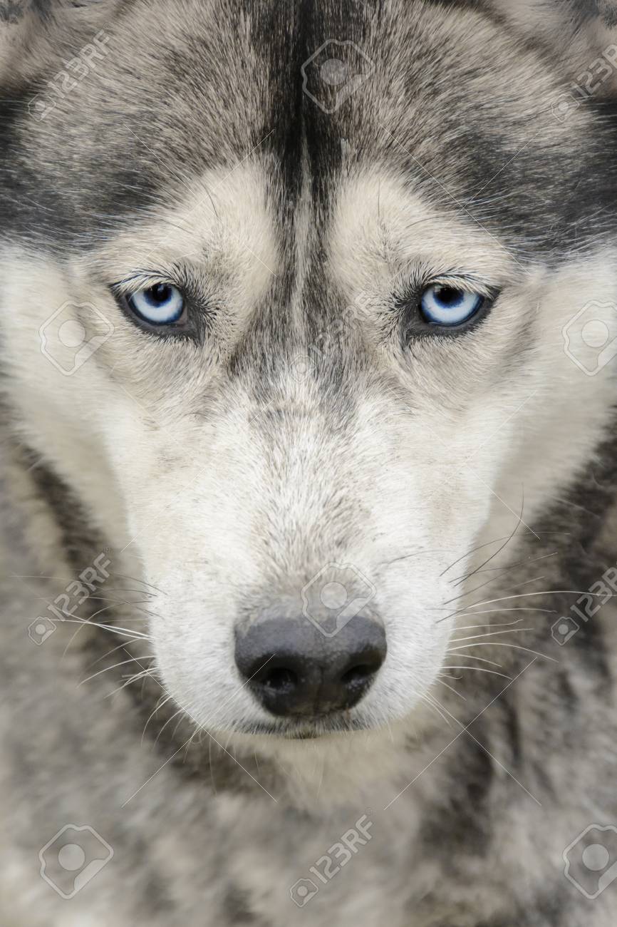 Portrait De Husky Sibérien Aux Yeux Bleus Oeil Maléfique Husky Sibérien Chien Meilleur Ami De Lhomme Race De Chien De Travail Chien De Race