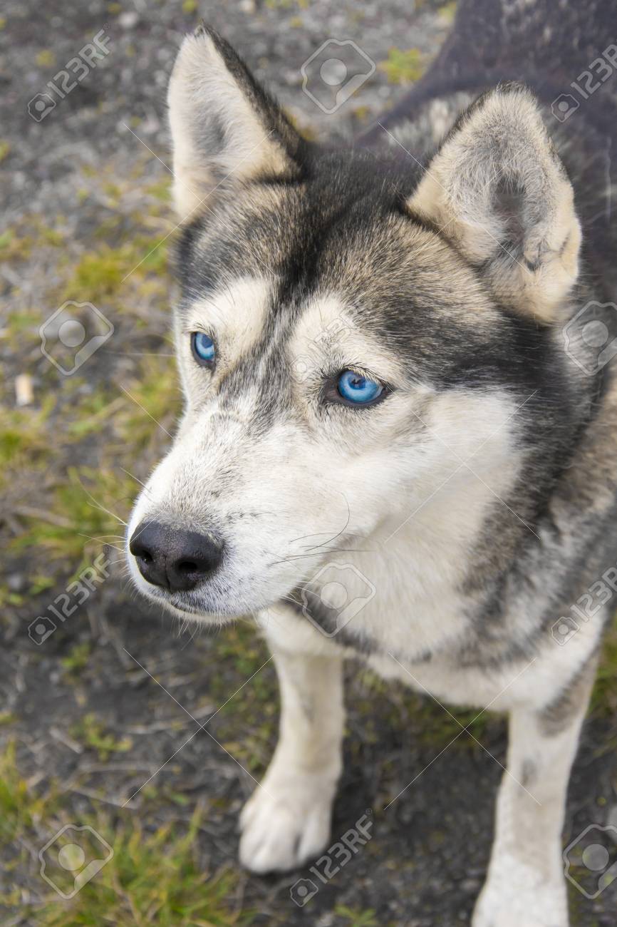 青い目とシベリアハスキーの肖像画 邪悪な目シベリアハスキー 犬の親友 作業犬の品種 純血種犬 の写真素材 画像素材 Image