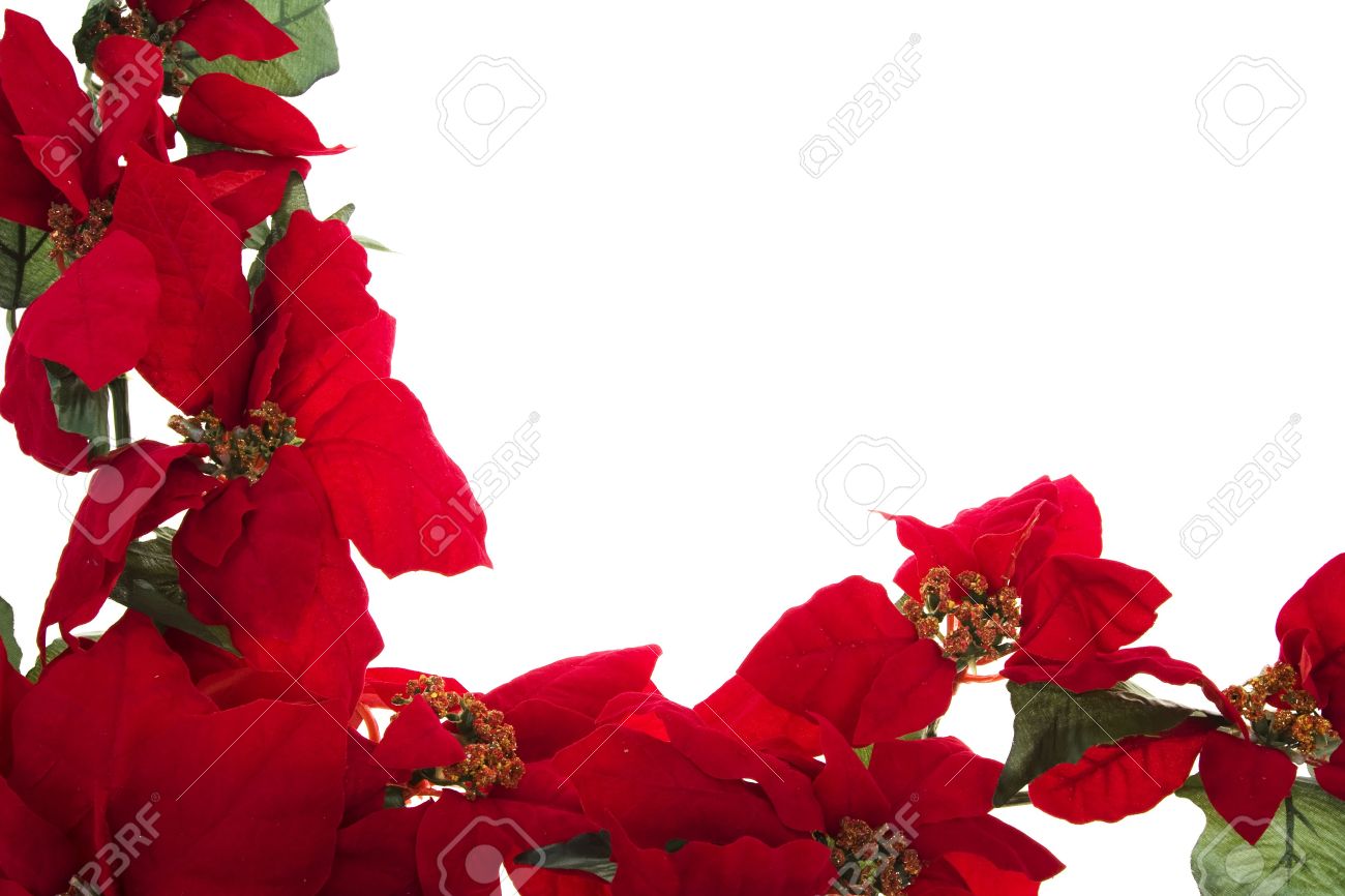 poinsettia border isolated on a white background poinsettia border
