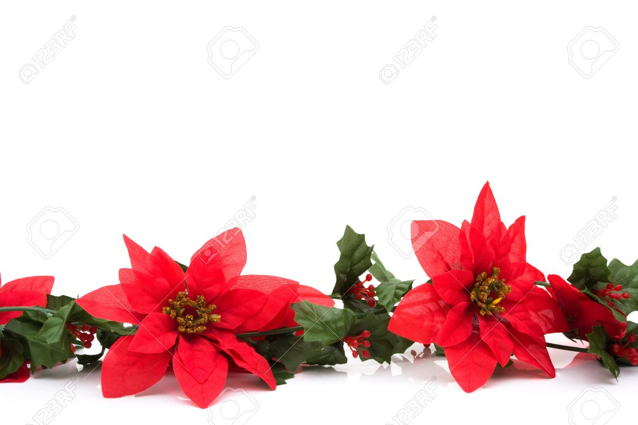 poinsettia flowers making a border with white background poinsettia winter border stock photo 8249722