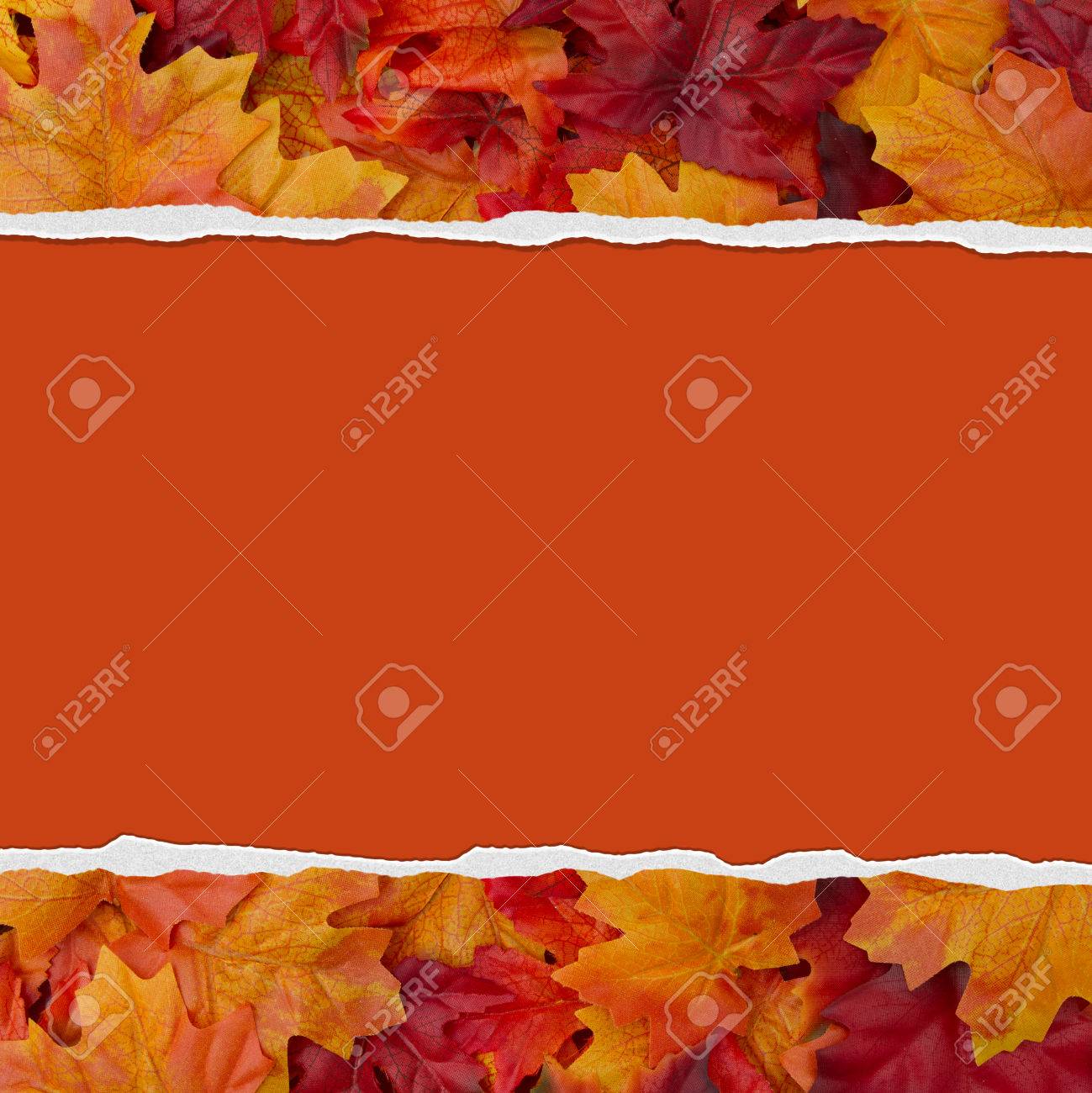 autumn leaves torn background for your message or invitation stock