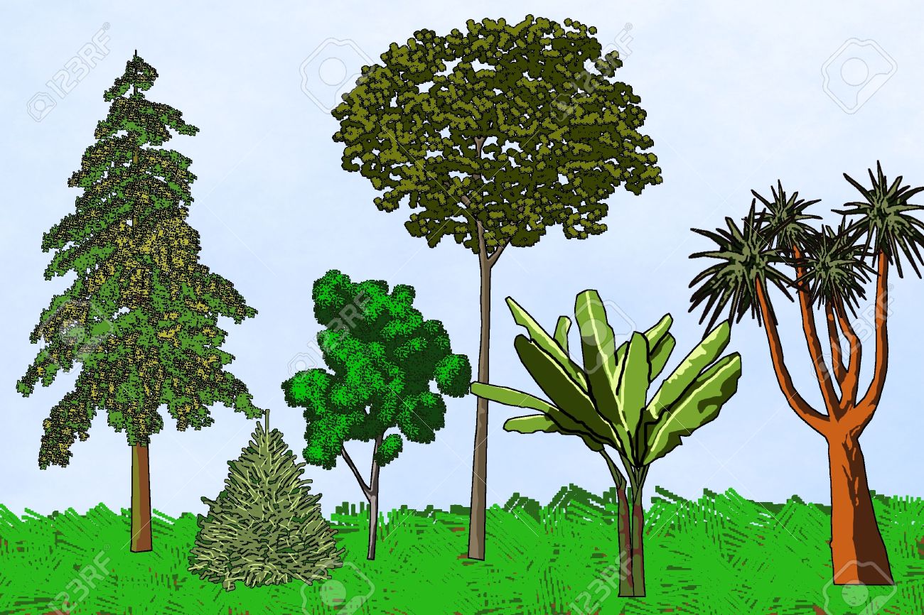 six artistic trees from different parts of the world a raster