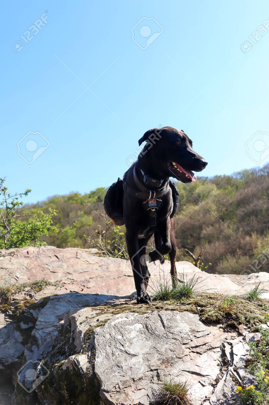 labrador hiking