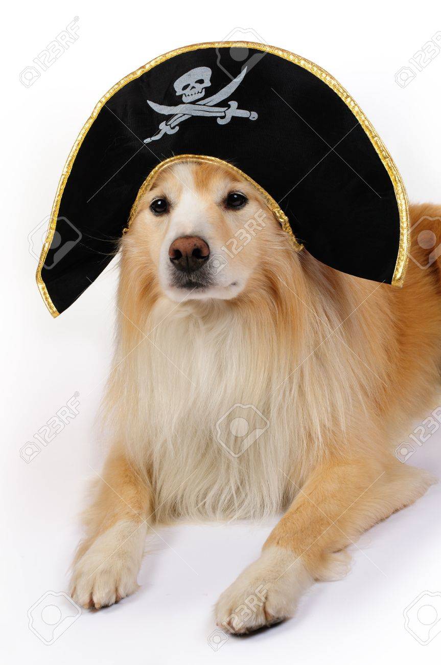 Border collie hat Clearance