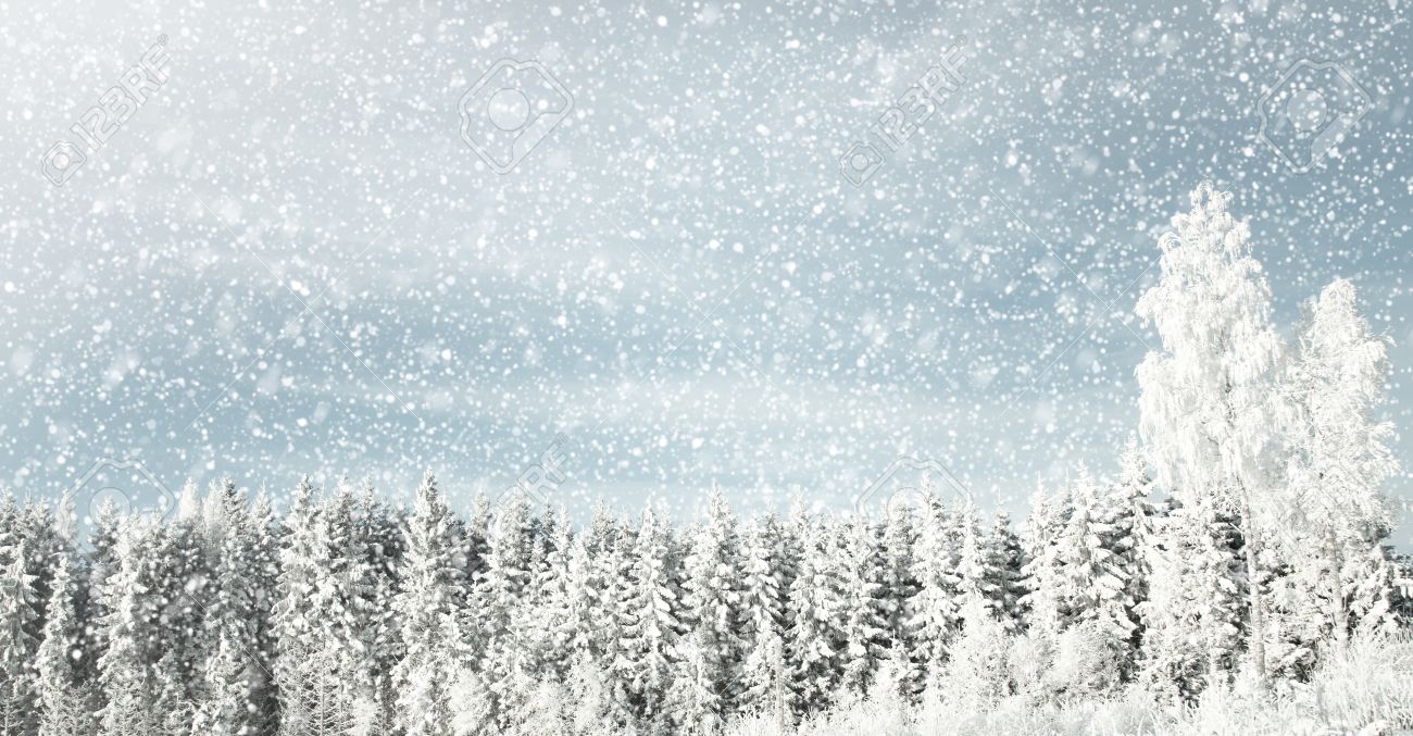 idyllic winter scene where it is snowing in the forest and you