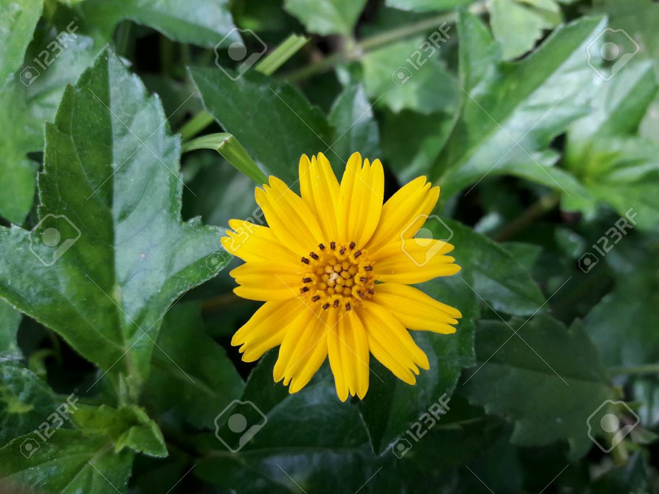 etiam-dictum-ipsum-a-felis