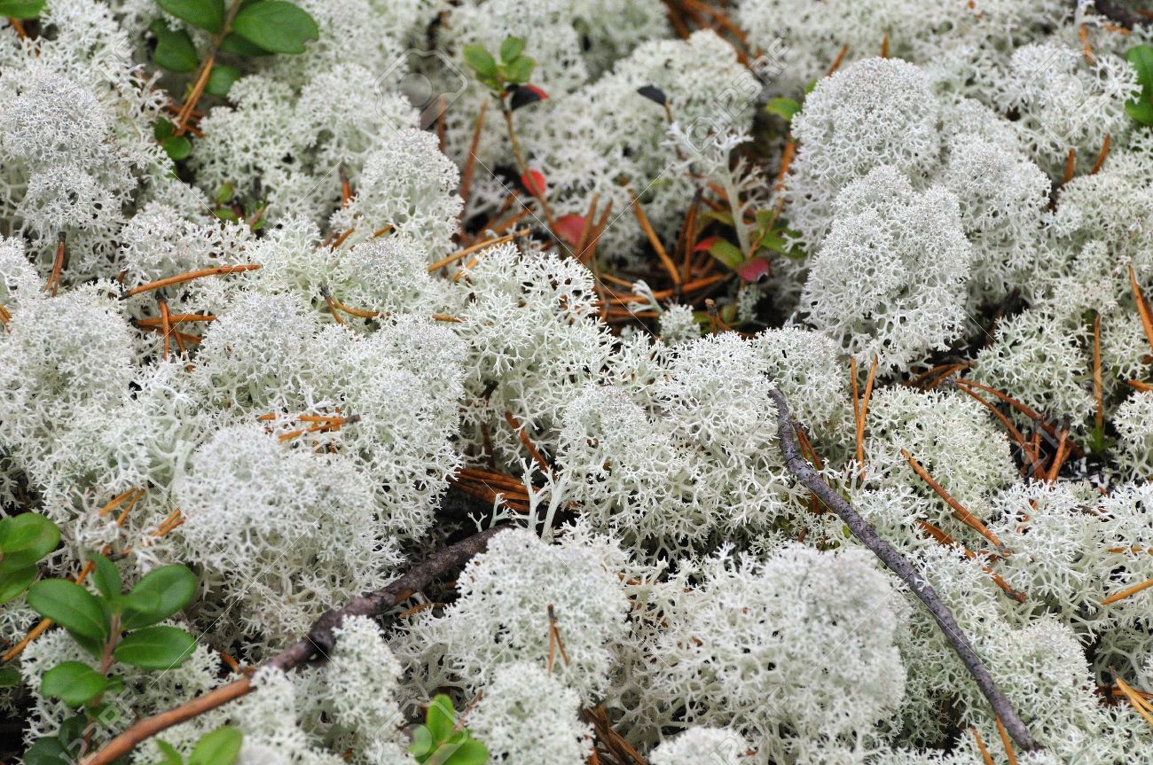 Reindeer Lichen, Reindeer Moss, Stock Photo, Picture And Royalty Free  Image. Image 10942520.