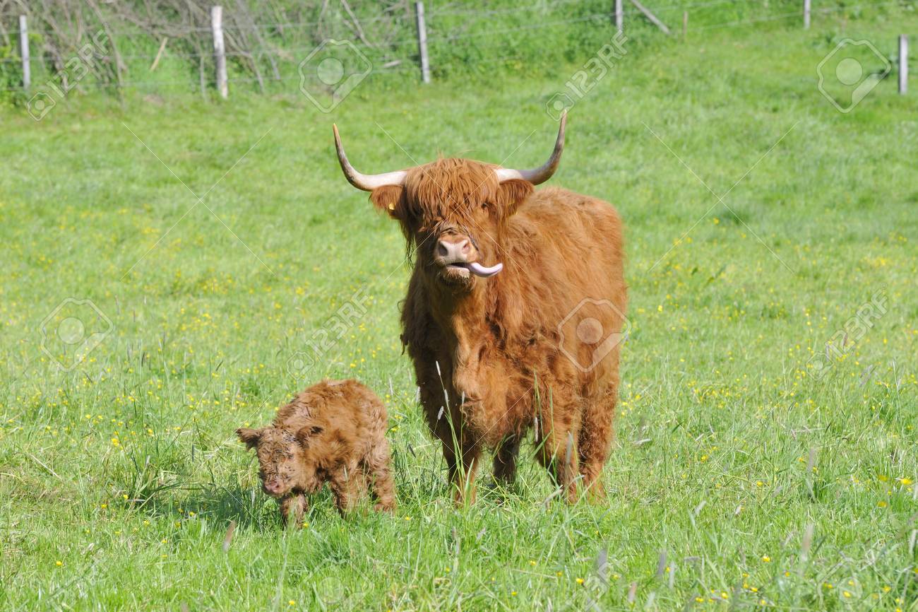 A Highland Cattle Nouveau Ne Sur Une Prairie Banque D Images Et Photos Libres De Droits Image