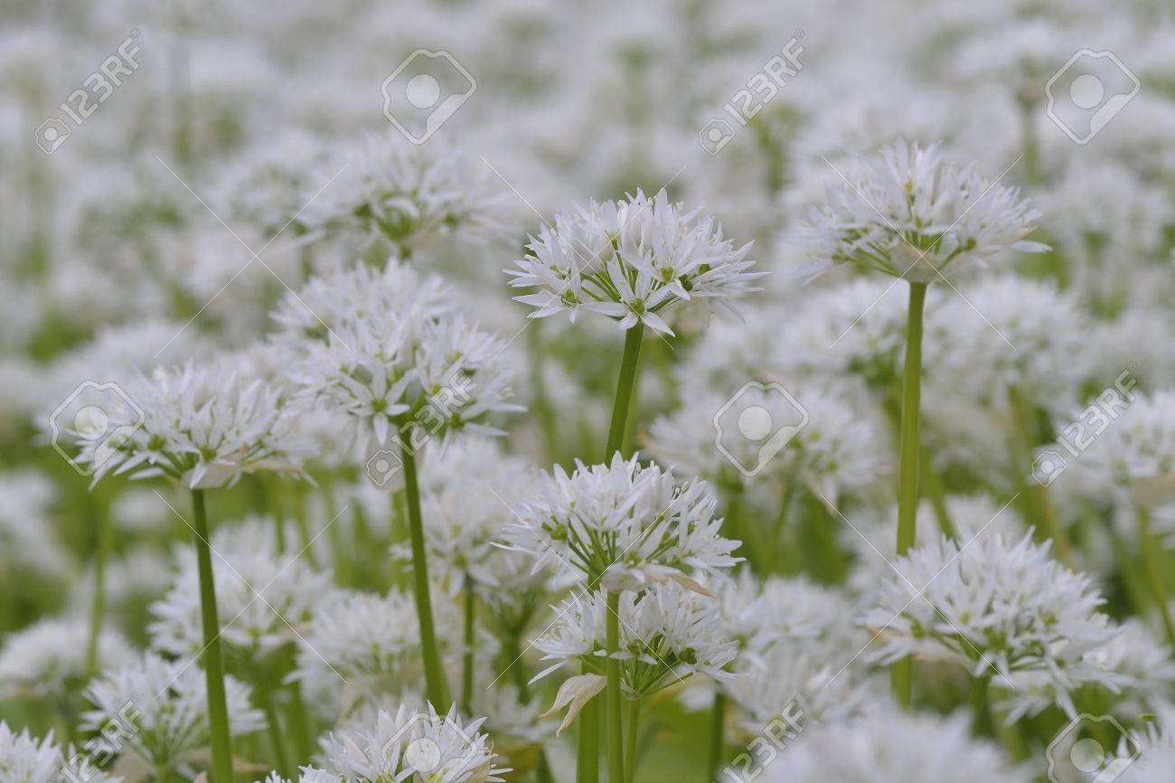 ラムソン Buckrams にんにく野生 広葉樹 木材ニンニク 熊ネギからマクロ クマのニンニク の写真素材 画像素材 Image