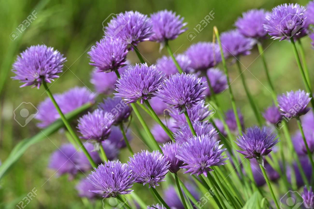 チャイブの花 の写真素材 画像素材 Image