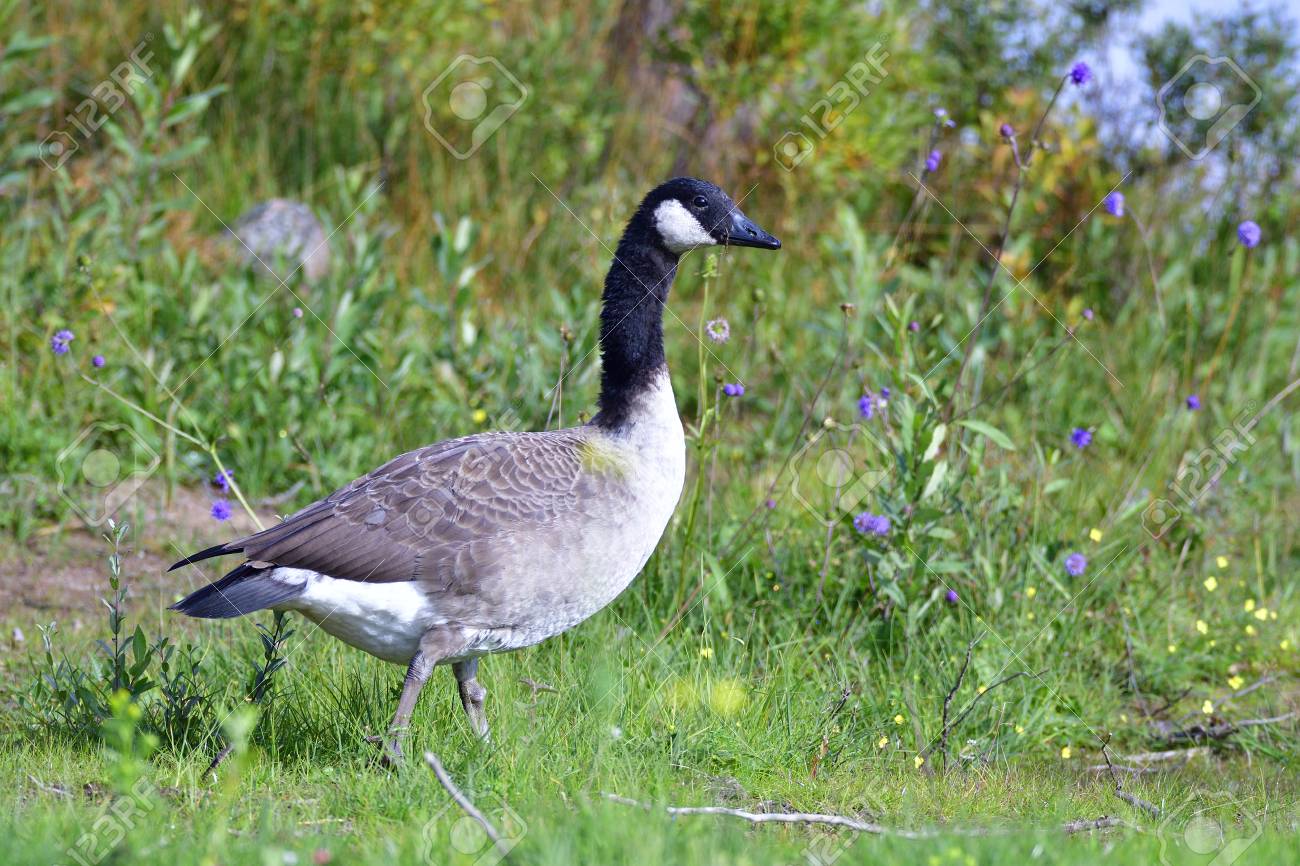 canada goose brine canada goose brine