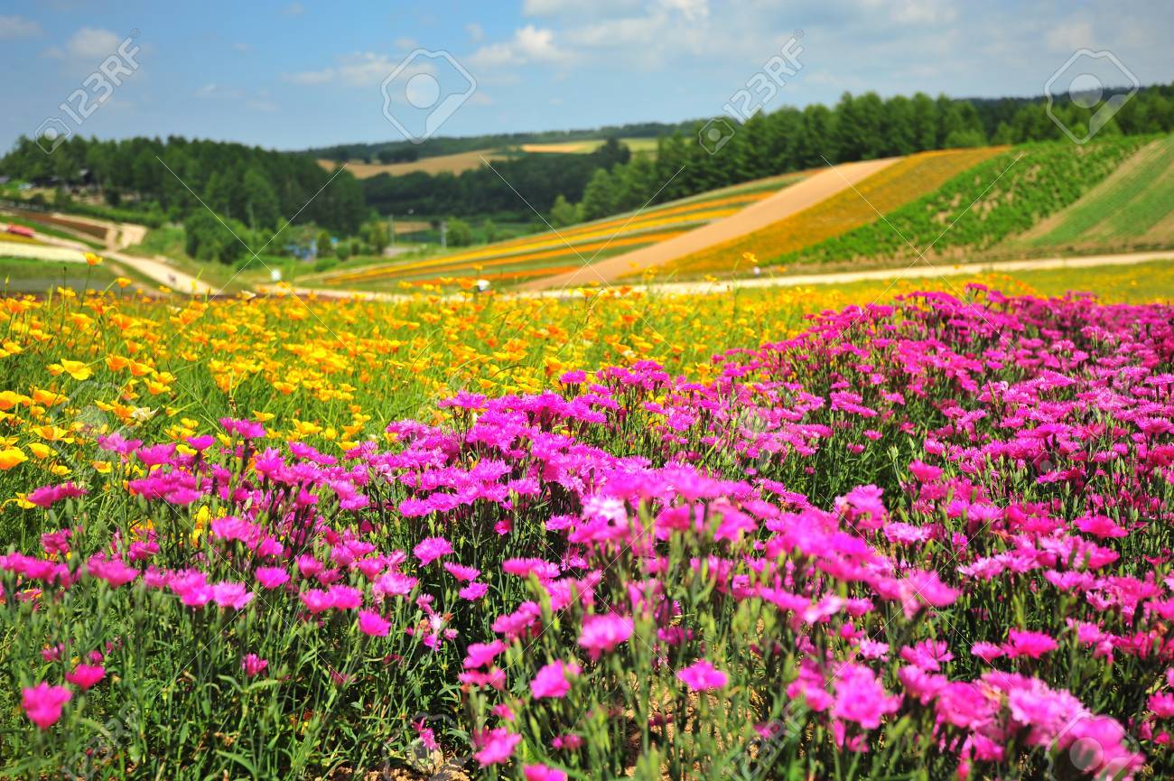 Colorful Flower Fields At Countryside Of Japan Stock Photo Picture And Royalty Free Image Image