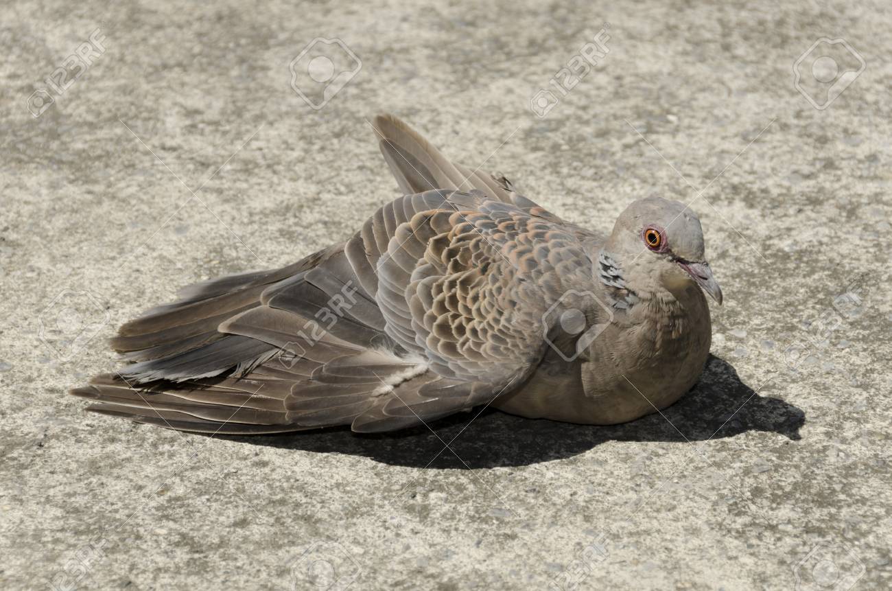 etiam-dictum-ipsum-a-felis