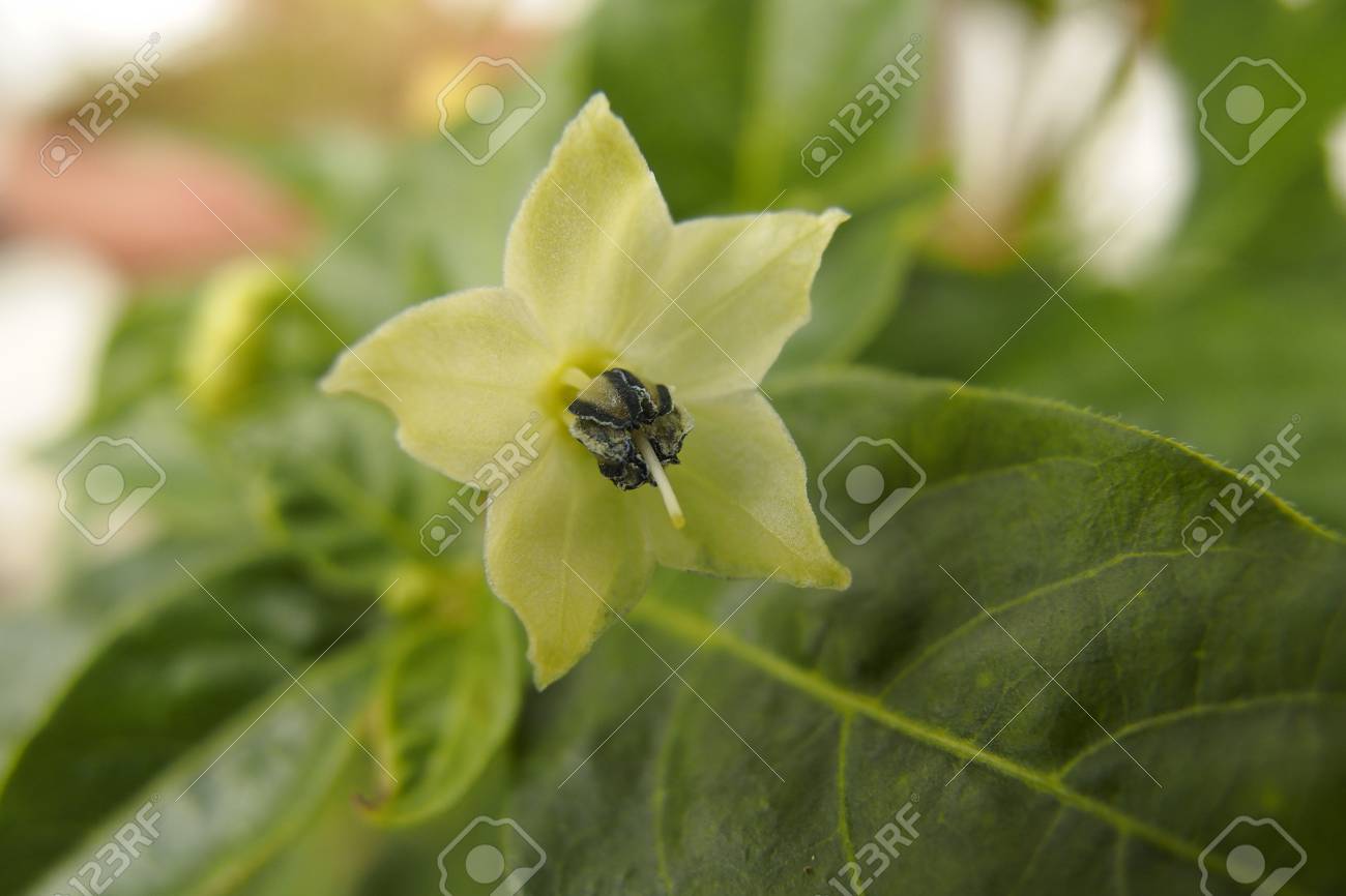 沖縄の島とうがらし 沖縄赤唐辛子 の花 の写真素材 画像素材 Image