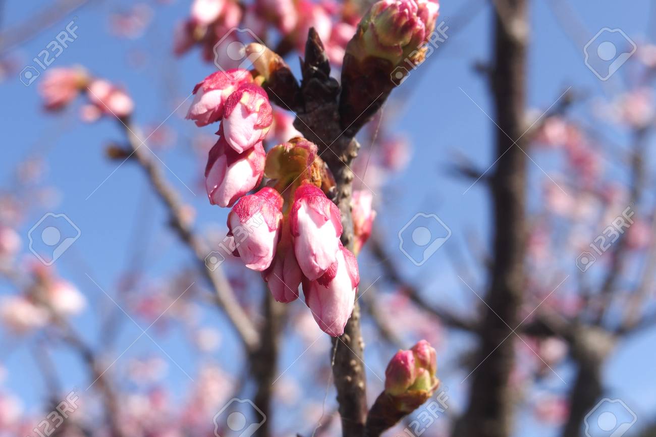 Bud Of A Cherry Tree Stock Photo Picture And Royalty Free Image Image