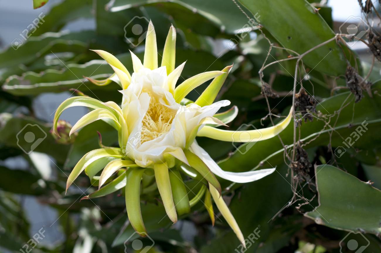 ドラゴン フルーツの花 の写真素材 画像素材 Image ドラゴン フルーツの花 の写真素材 画像素材 Image