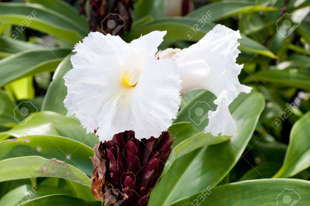 ちりめん生姜 生姜 マレー ワイルド ジンジャー熱帯花 コスタス アカネズミ の写真素材 画像素材 Image