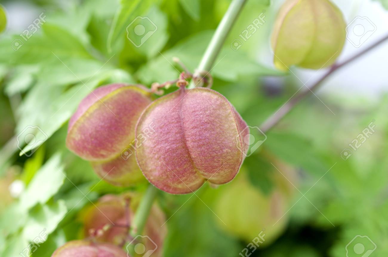 Cardiospermum Halicacabum Balloon Vine Love In A Puff Seeds 10 40 Semi Bmsa Com Mx Cardiospermum Halicacabum Balloon Vine Love In A Puff Seeds 10 40 Semi Bmsa Com Mx