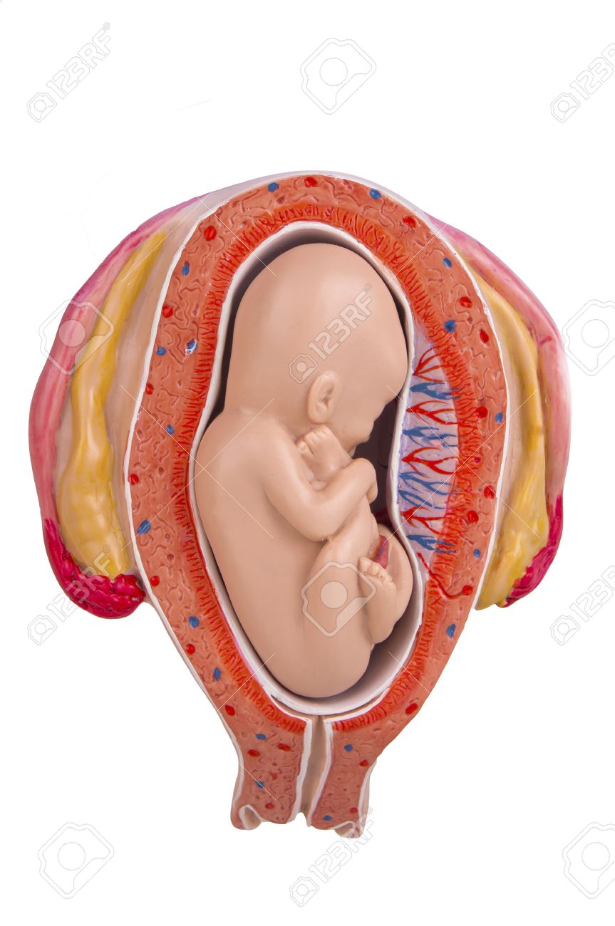Stock P O The Cross Section Of 5 Months Old Baby In The Wob Of Pregnancy System Stock P O The Cross Section Of 5 Months Old Baby In The Wob Of Pregnancy System