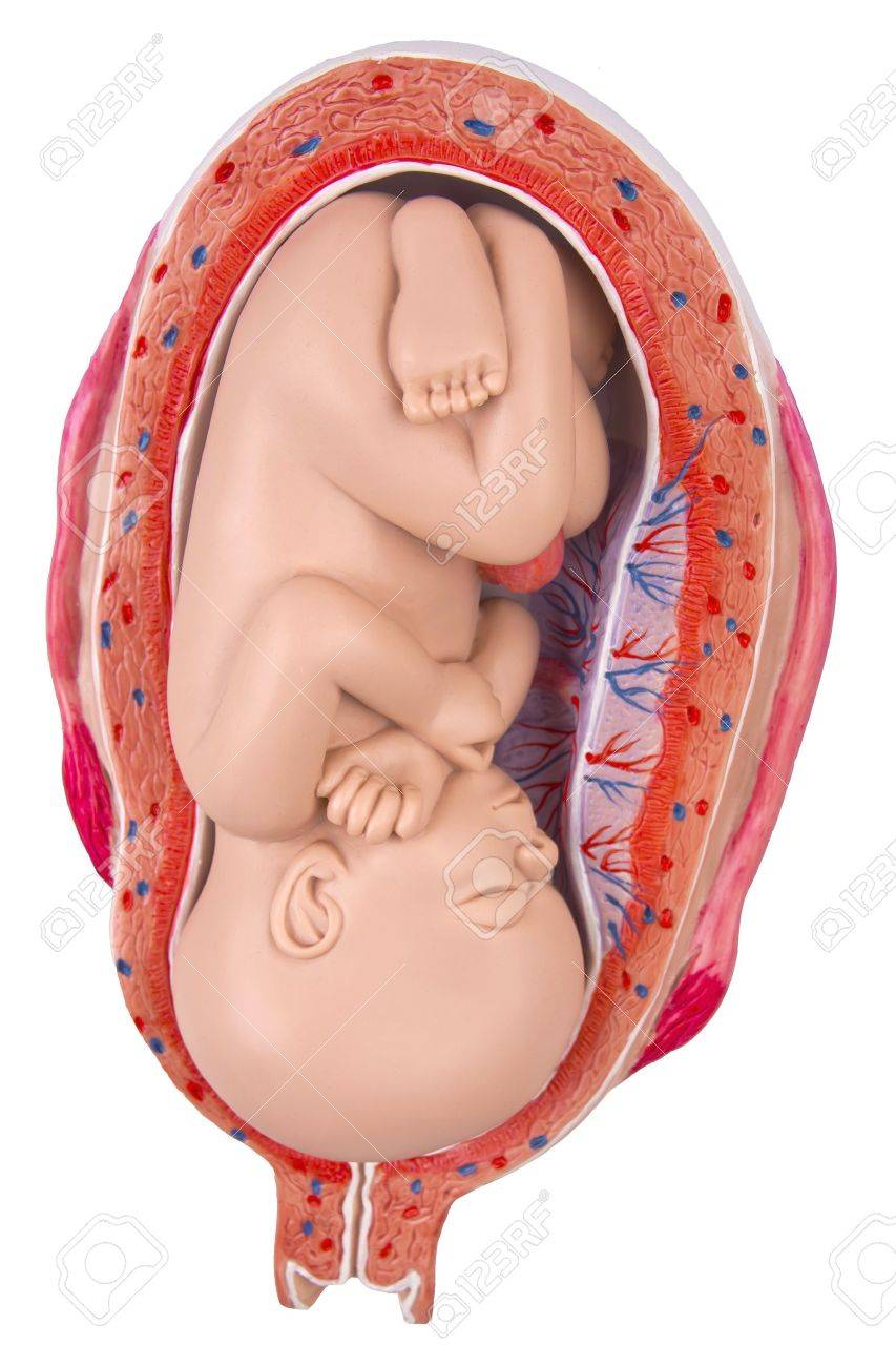 7 meses de embarazo fotos