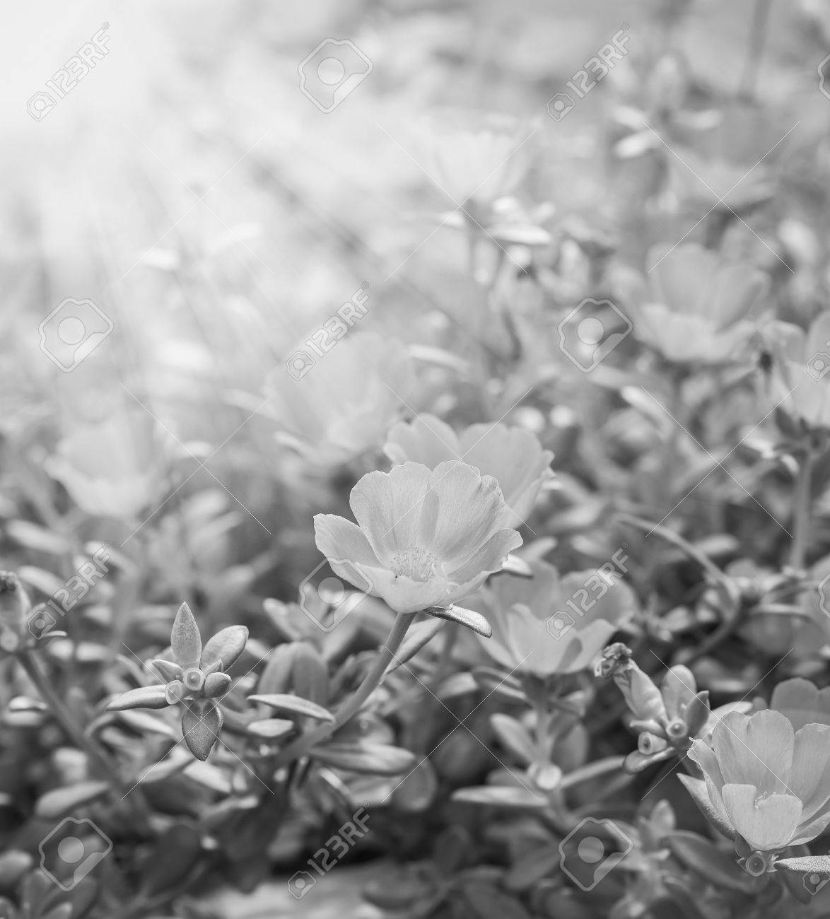 Kleiner Blumengarten In Schonen Hellen Farben Schwarzweiss Lizenzfreie Fotos Bilder Und Stock Fotografie Image