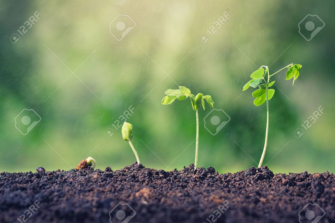 Plant Seed Growing Concept. Water, Rain Water Plants. Plants ...
