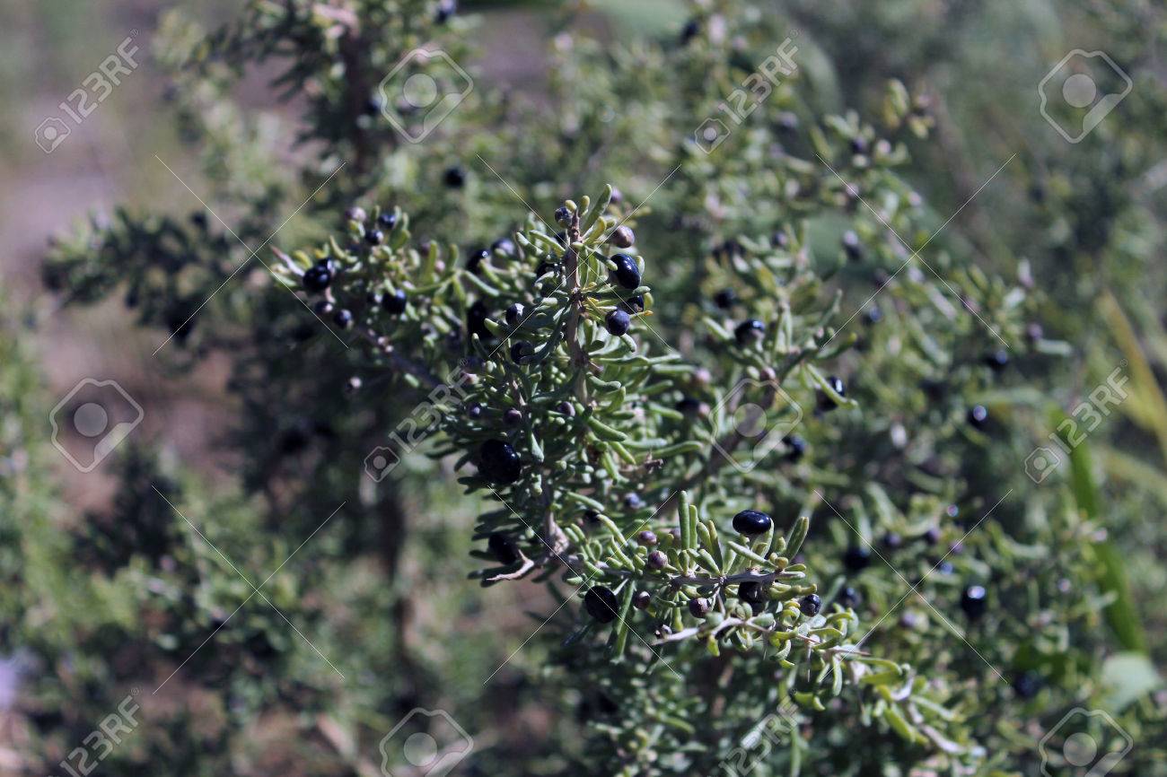 黒クコ工場 の写真素材 画像素材 Image