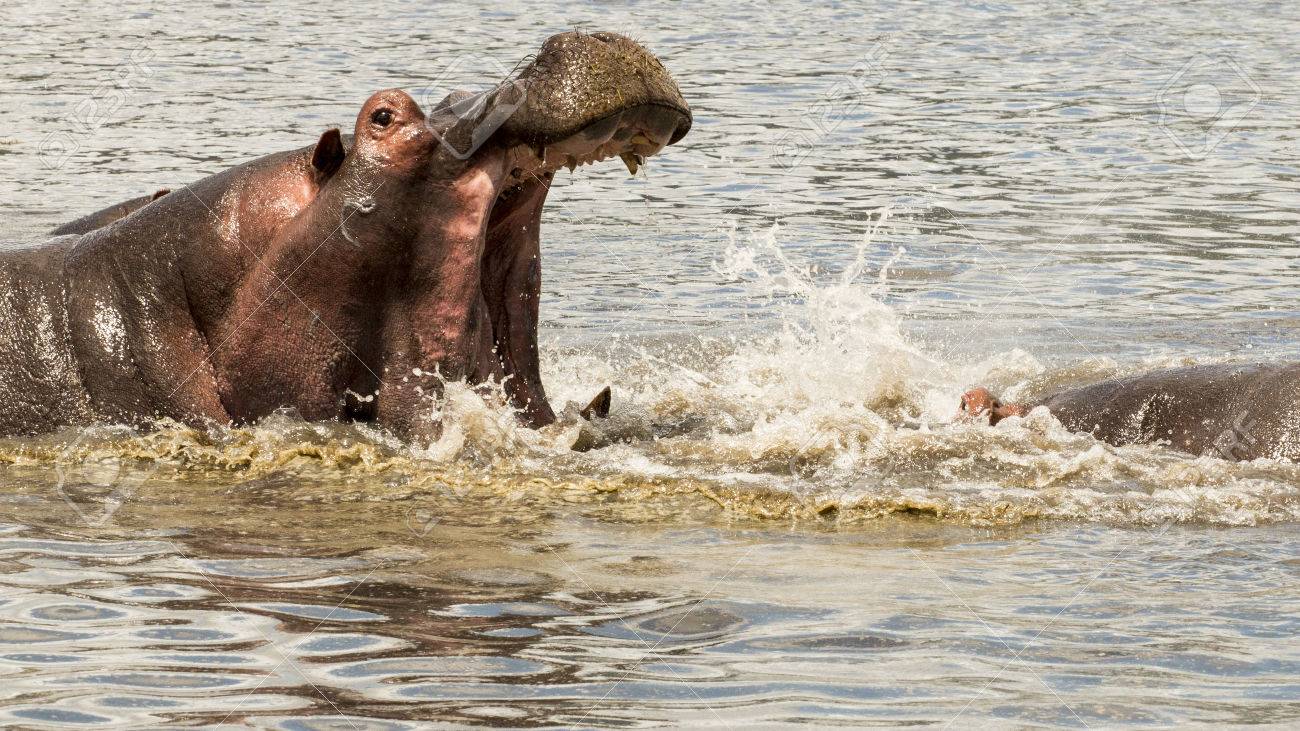 タンザニア ンゴロンゴロ クレーターでの戦いで男性のカバ の写真素材 画像素材 Image