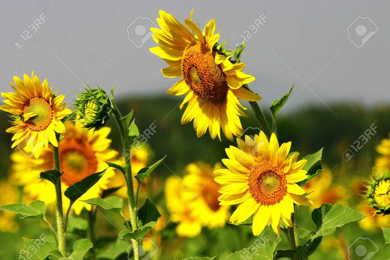 Beutiful beutiful sunflower stock photo, picture and royalty free image Beutiful beutiful sunflower stock photo, picture and royalty free image