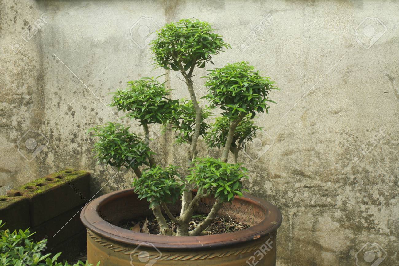 Schone Blatter Im Garten Verwendet Fur Die Werbung Von Design