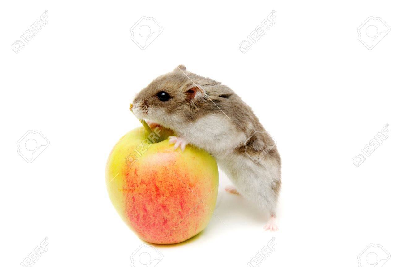 hamster eating fruit