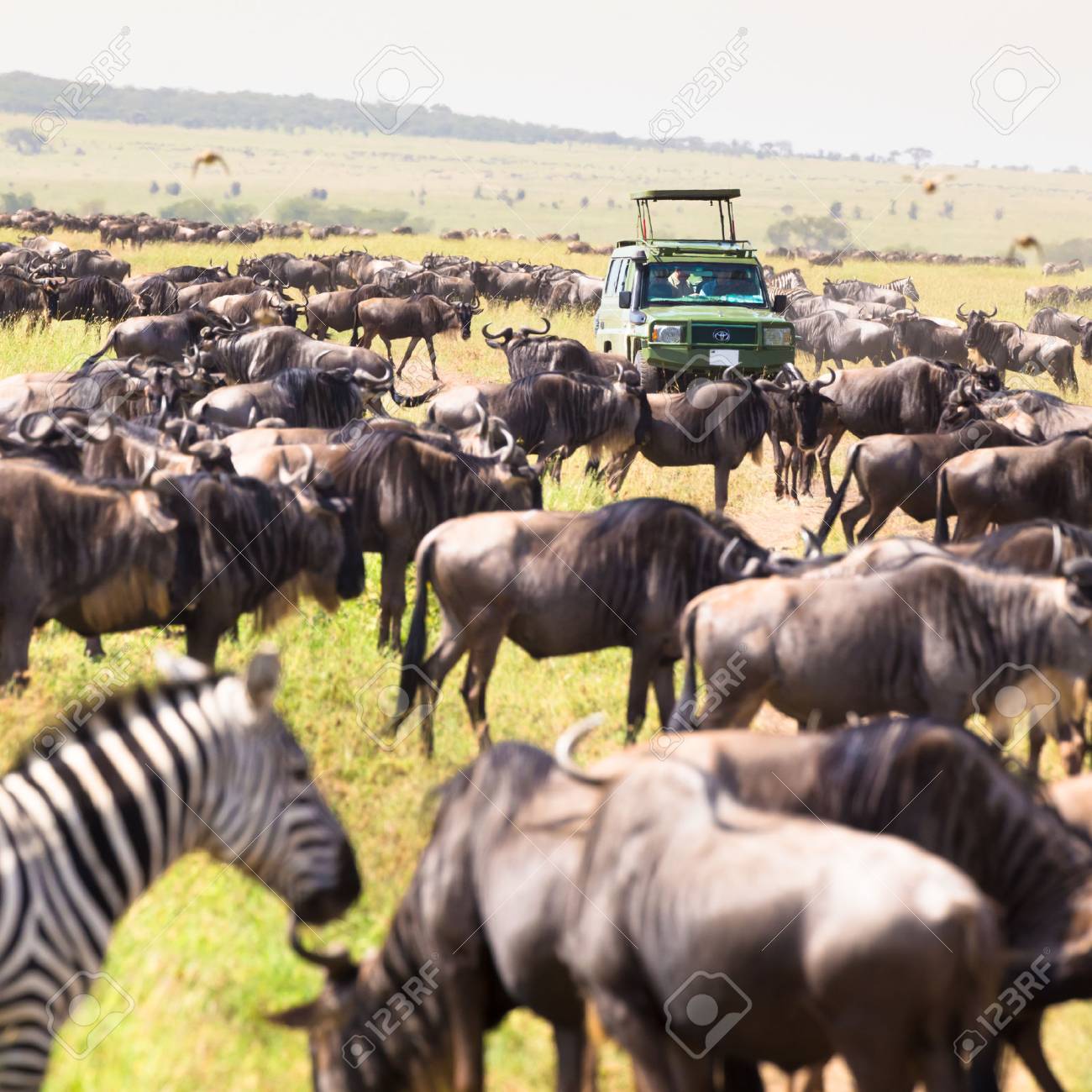 Grosse Herden Von Wilderbeests Und Zebras Im Serengeti Nationalpark Tansania Grundach 4x4 Safari Jeeps Auf Afrikanische Safari Lizenzfreie Fotos Bilder Und Stock Fotografie Image